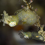 Idiosepius pygmaeus